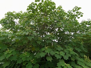 茂盛绿叶的树木