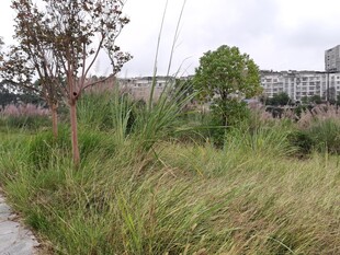 城市中的自然草地景观