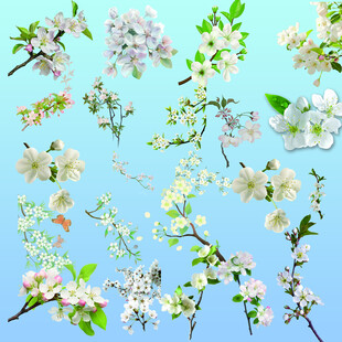 春日繁花绽放的美丽景象