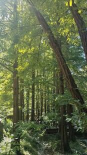 阳光洒落的静谧森林