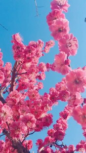 蓝天映衬下的艳丽桃花