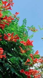 蓝天映衬下的红火凌霄花