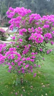 盛开的紫色花卉