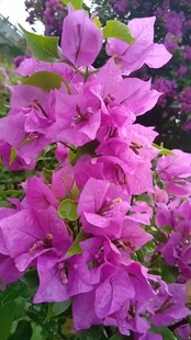 艳丽三角梅绽放