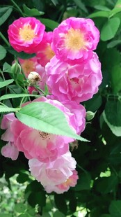 娇艳蔷薇绽放绿叶间