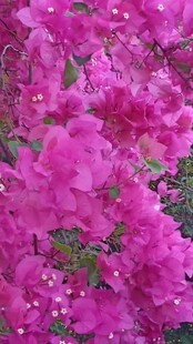 艳丽三角梅绽放