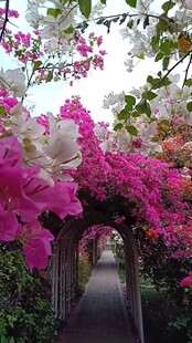 繁花簇拥的浪漫拱形花径