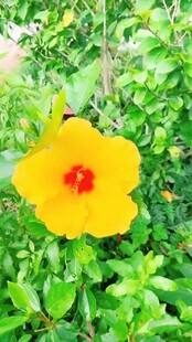 黄色扶桑花绽放绿叶间