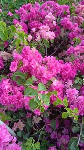 艳丽三角梅绽放