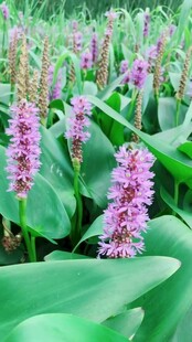 紫色梭鱼草绽放绿意间