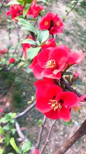 娇艳红花朵朵枝头绽放