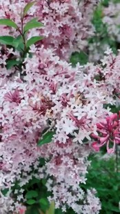 粉色花卉绽放美景