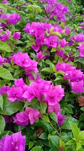 烂漫紫杜鹃花丛盛放