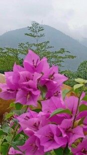 娇艳三角梅绽放于山间