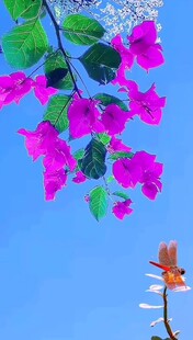 蓝天下绽放的三角梅与蜂鸟