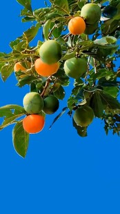 枝头硕果累累的多彩果实