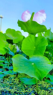 夏日荷塘荷花荷叶美景