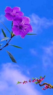 蓝天映衬下的娇艳紫花