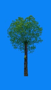 单棵绿树于蓝天背景下
