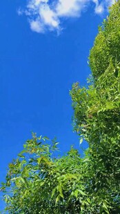 蓝天绿树间的清新景致