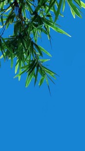 蓝天映衬下的翠绿竹叶