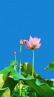 蓝天下绽放的娇艳荷花