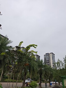 城市中绿树环绕的景致