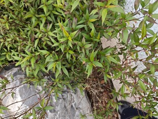 石缝中生长的翠绿植物