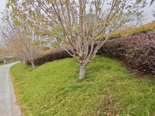 路边绿意盎然的树木与草地