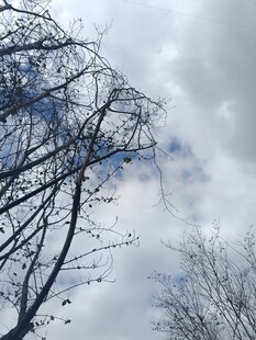 冬日树枝与天空景象