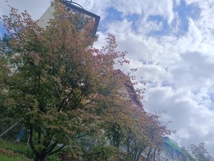 秋日楼前树木与蓝天白云