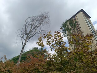 狂风中的树木与高楼