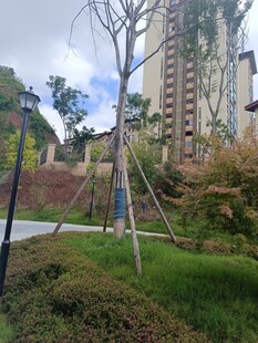 小区内的绿植景观