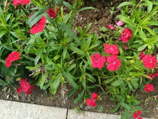 鲜艳红花朵朵绽放