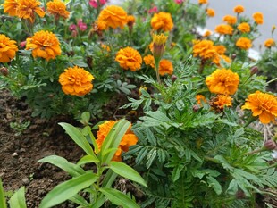 盛开的橙色万寿菊