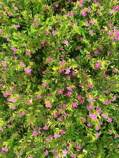 繁茂花丛中的粉色小花