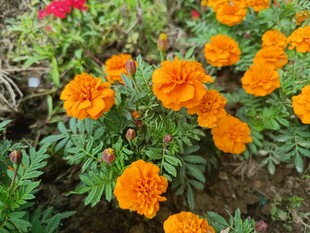 鲜艳万寿菊绽放于绿植间