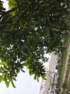 绿叶掩映下的城市建筑