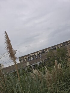 阴天里的建筑与芦苇