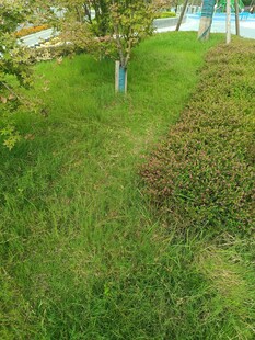 绿意盎然的草地与树木景观