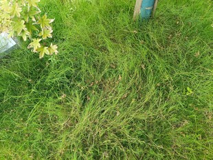 翠绿草地中的黄色小花