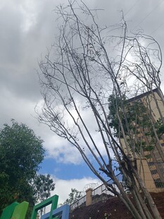 光秃树枝与城市背景景观