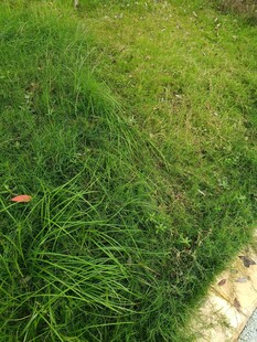 翠绿草地与砖石边界