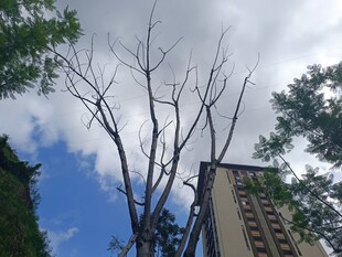 枯树与高楼间的蓝天景象