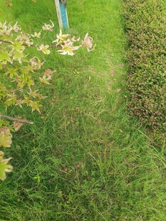 翠绿草坪与花卉景观