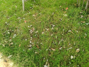 草地中的零星枯叶