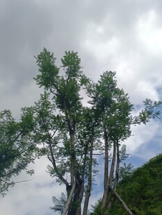 蓝天白云下的挺拔绿树