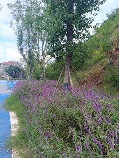 河畔紫花绿树风景如画