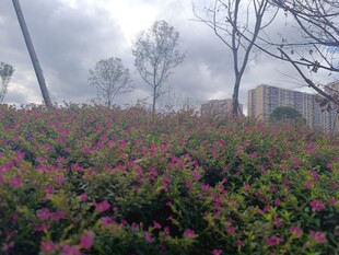 雾中繁花与树木景观