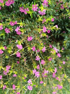 繁花似锦的绿植景观